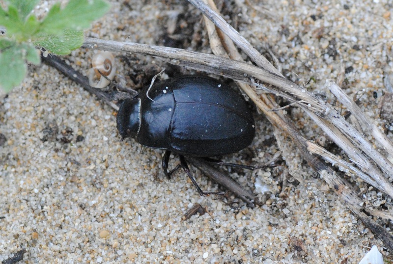 Identificazioni: Erodius siculus ssp. dalmatinus